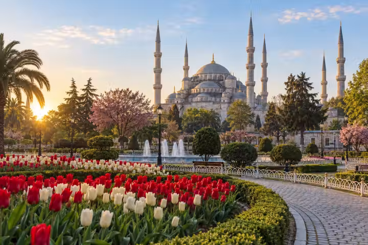 Red and white tulips in Sultanahmet Square with Istanbul’s Blue Mosque in morning light