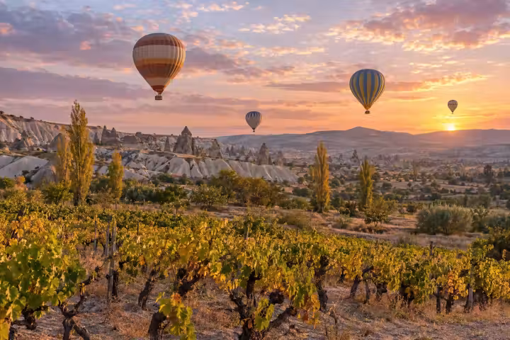 Four hot air balloons above autumn vines and golden poplar trees in a Cappadocia valley at sunrise