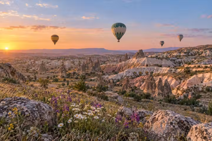 Four hot air balloons above Cappadocia valleys at sunrise, with spring wildflowers and rocks in the foreground