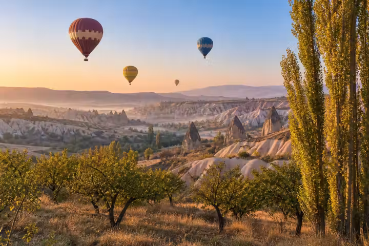 Hot air balloons above Cappadocia orchards and golden poplar trees at sunrise