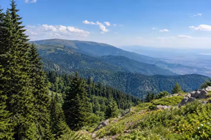 Forested Uludag slopes with fir trees and distant plains above Bursa